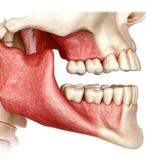 Illustration showing anatomy of the human jaw